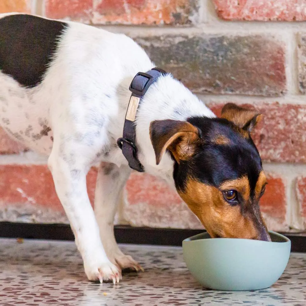 15% OFF: FuzzYard Life Silicone Dog Bowl (French Blue)
