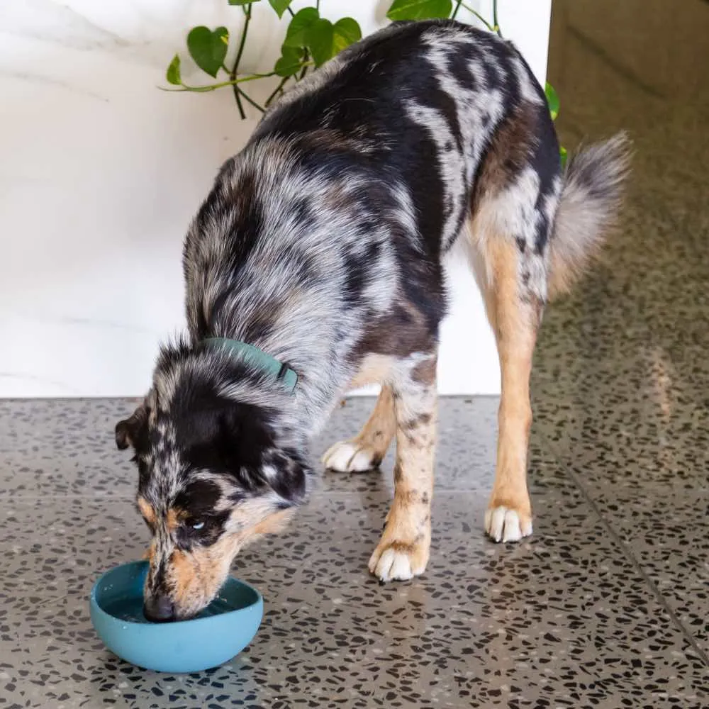 15% OFF: FuzzYard Life Silicone Dog Bowl (Sandstone)