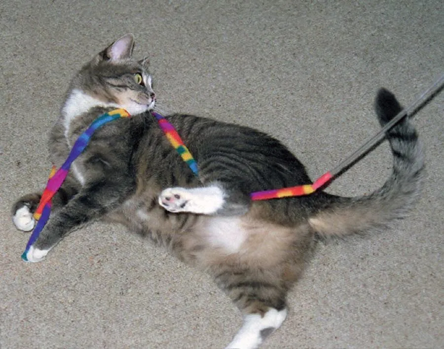 $2 OFF: Cat Dancer Cat Charmer Teaser Cat Wand Toy