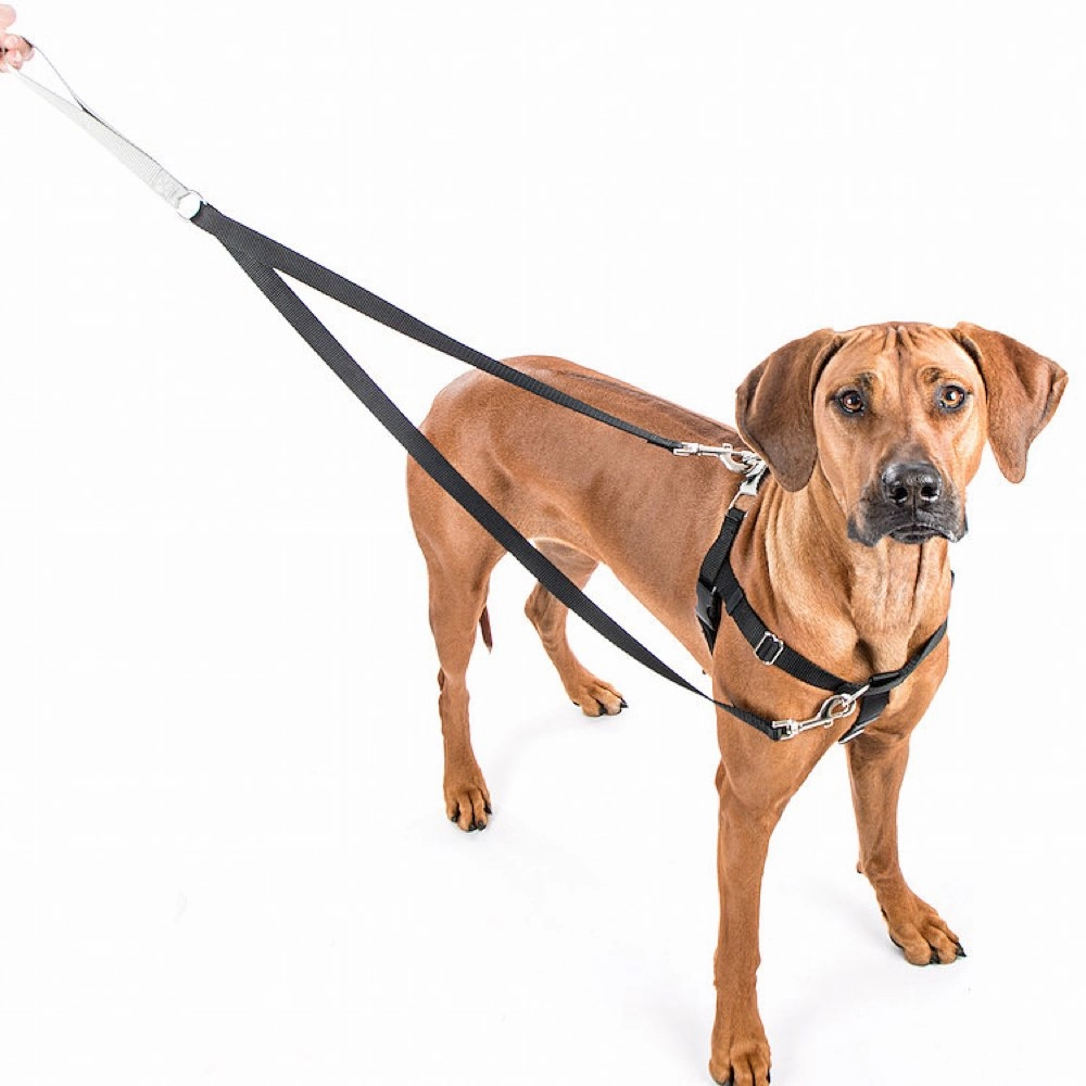 2 Hounds Design Freedom No-Pull Dog Harness & Leash - Purple/Black