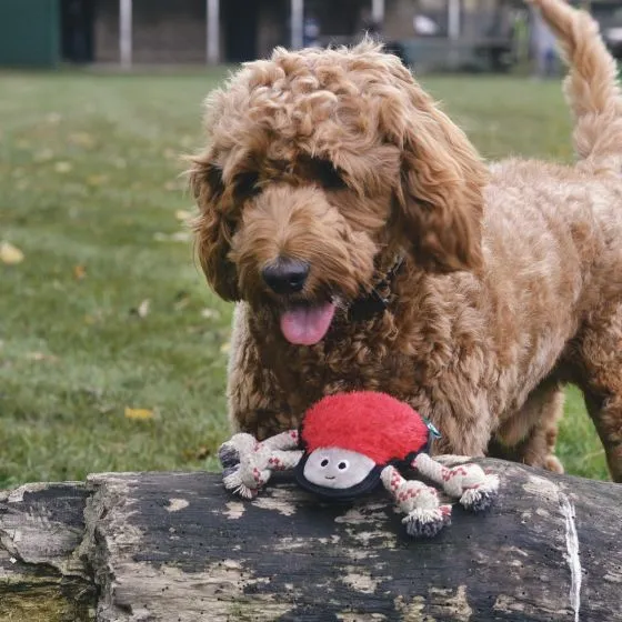 Beco Dual Material Chew Dog Toy