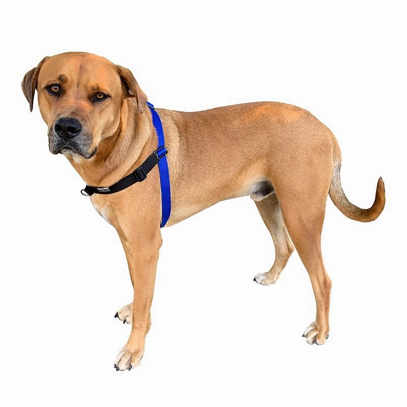Black Dog Wear Balance Harness Red Extra Large