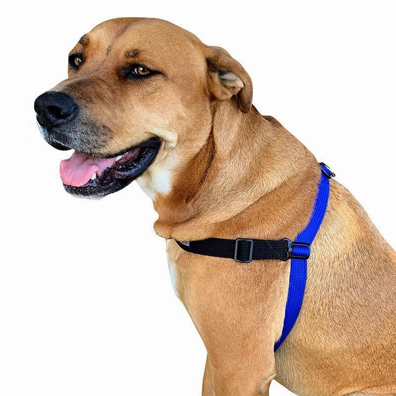 Black Dog Wear Balance Harness Red Medium