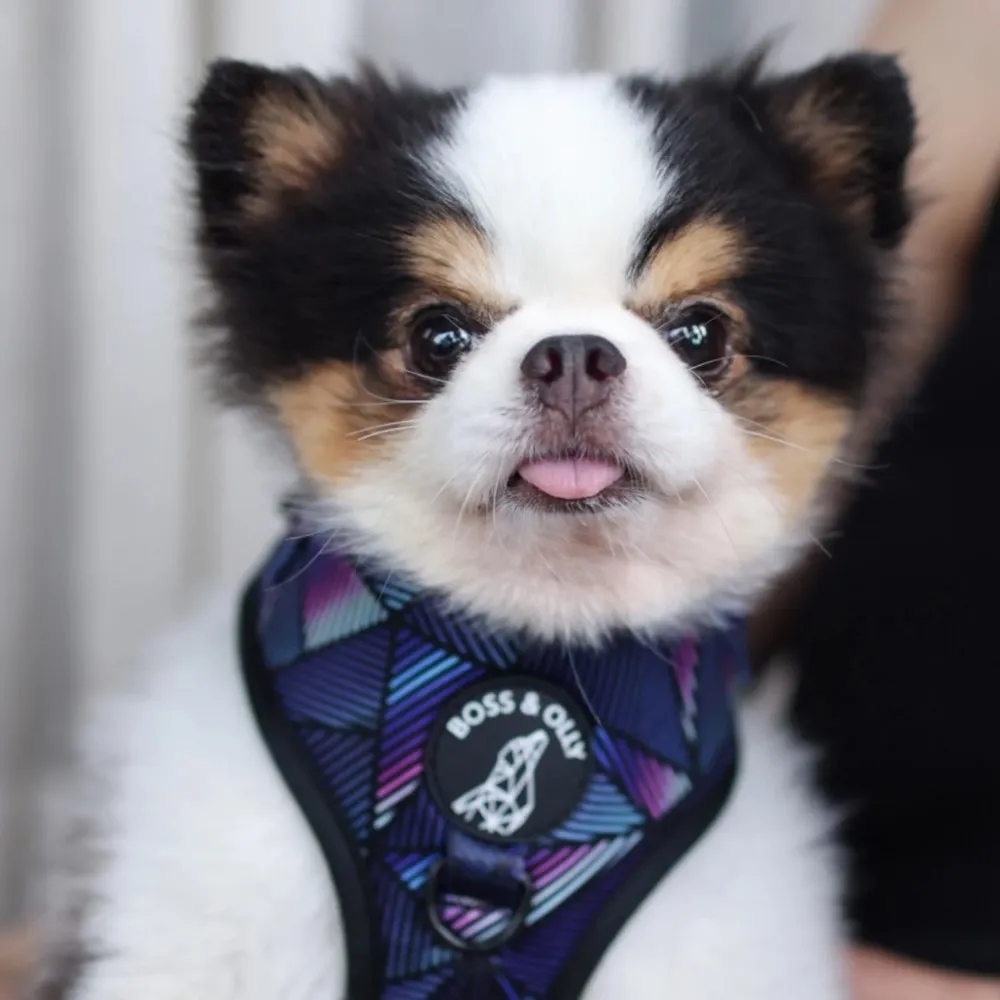 Boss & Olly Adjustable Dog Harness (Midnight Dreams)