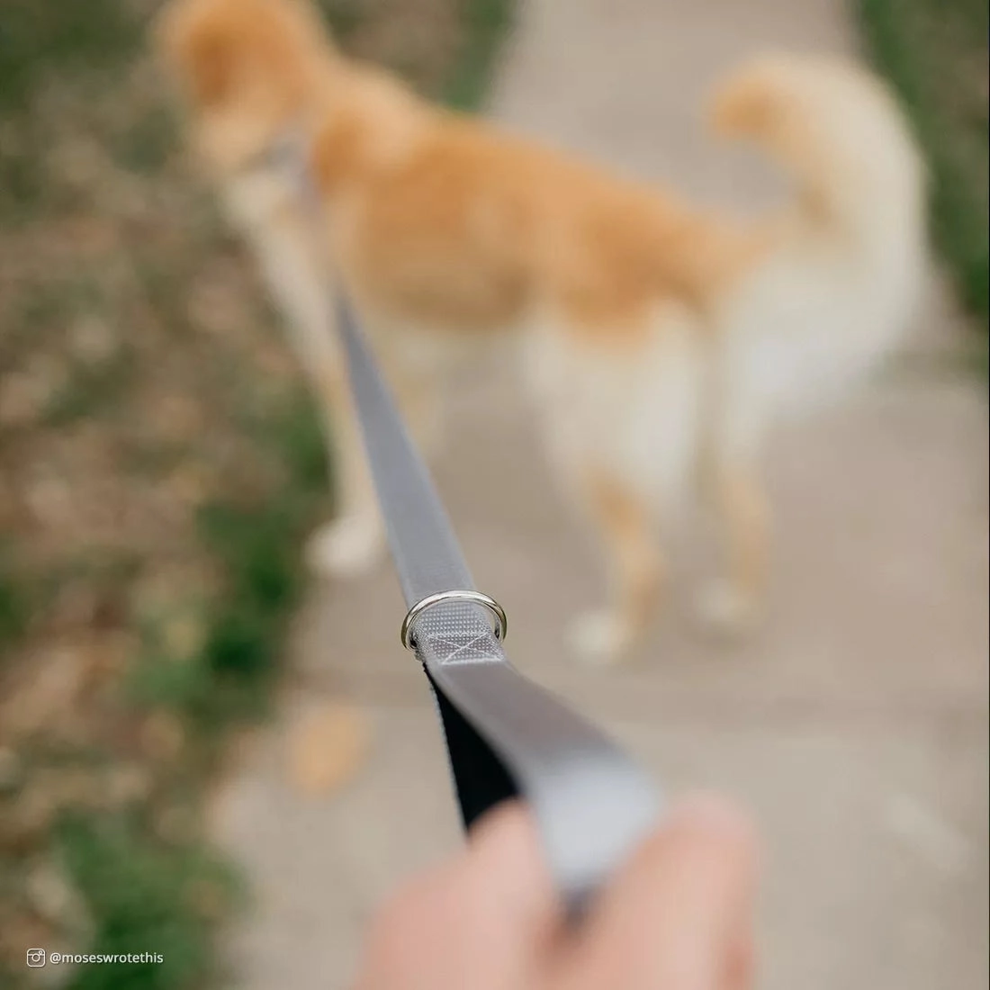 Coastal Pet Products Inspire Dog Leash in Grey
