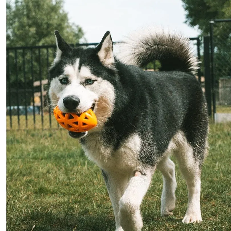 Crack Me Up - Rugby Pull Toy