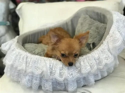 Crib Collection Bed - 4 Colors