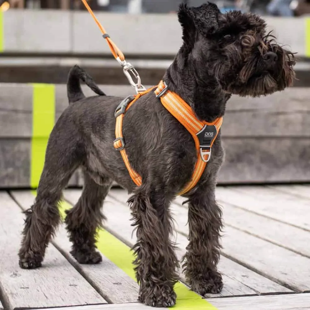 DOG Copenhagen Comfort Walk Air Dog Harness (Orange Sun)