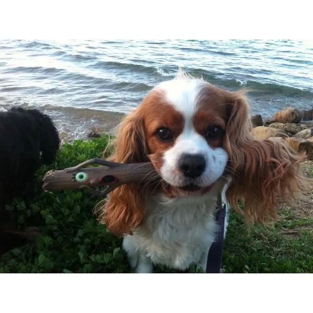 Doog Stick Dog Toy Twiggy