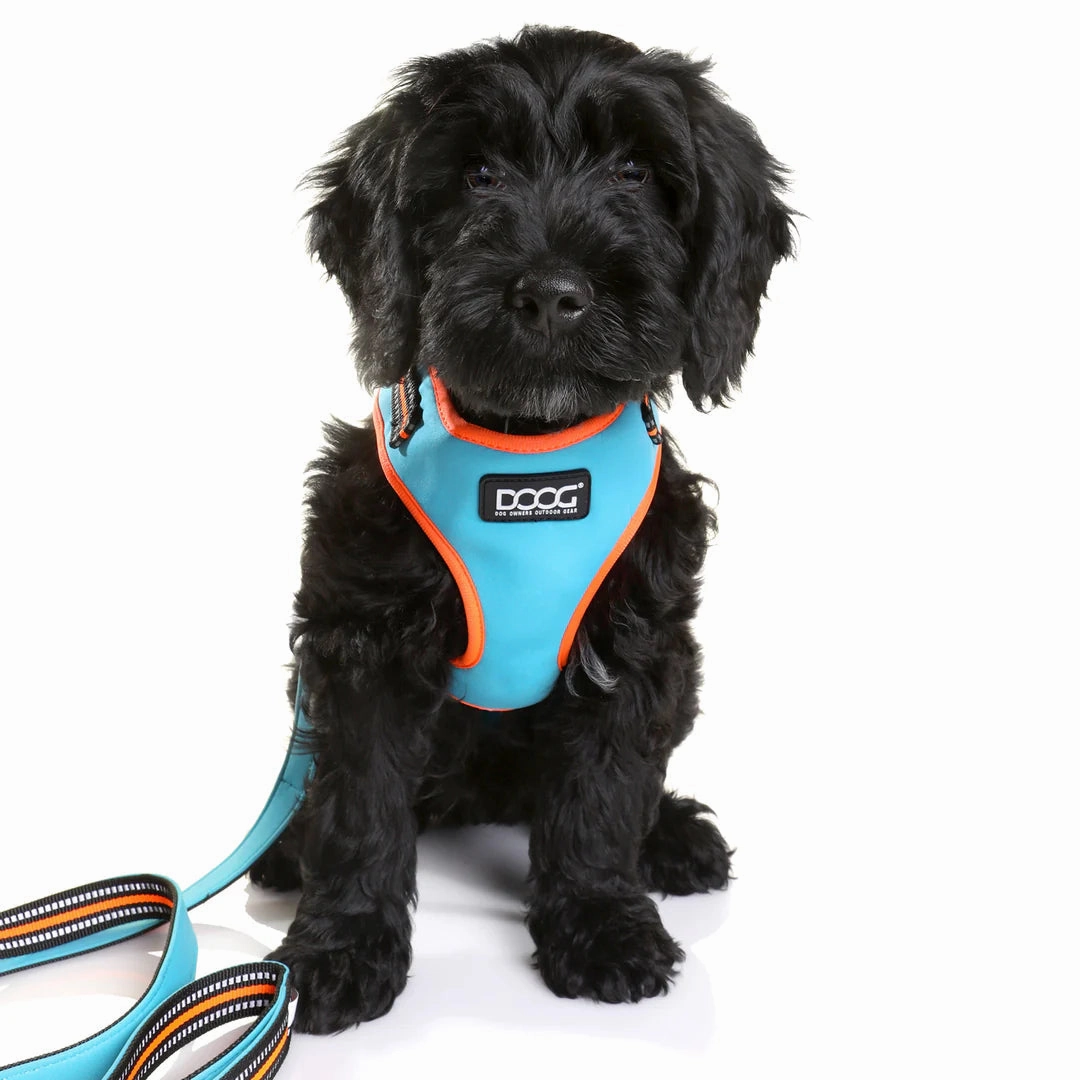 DOOG Neoflex Neoprene Beethoven Neon Blue and Orange Dog Harness Extra Large