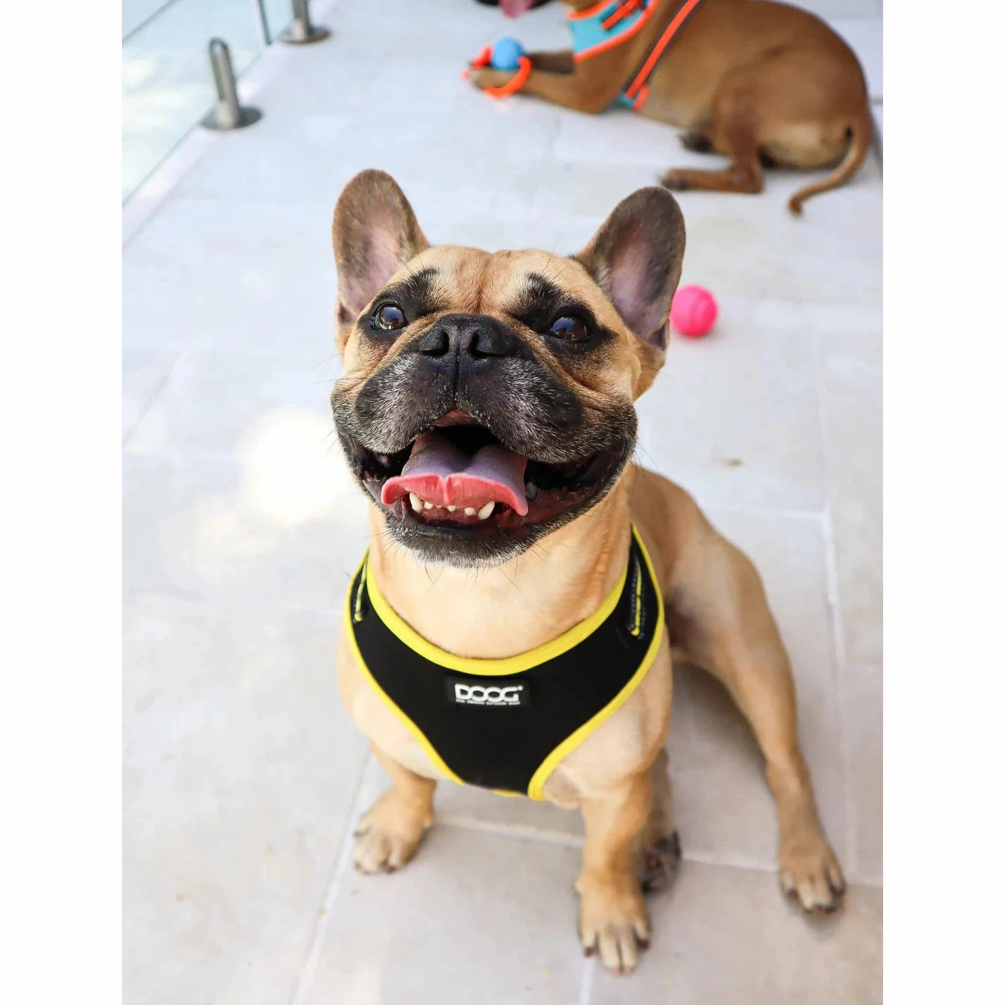 DOOG Neoflex Neoprene Bolt Neon Black and Yellow Dog Harness Medium