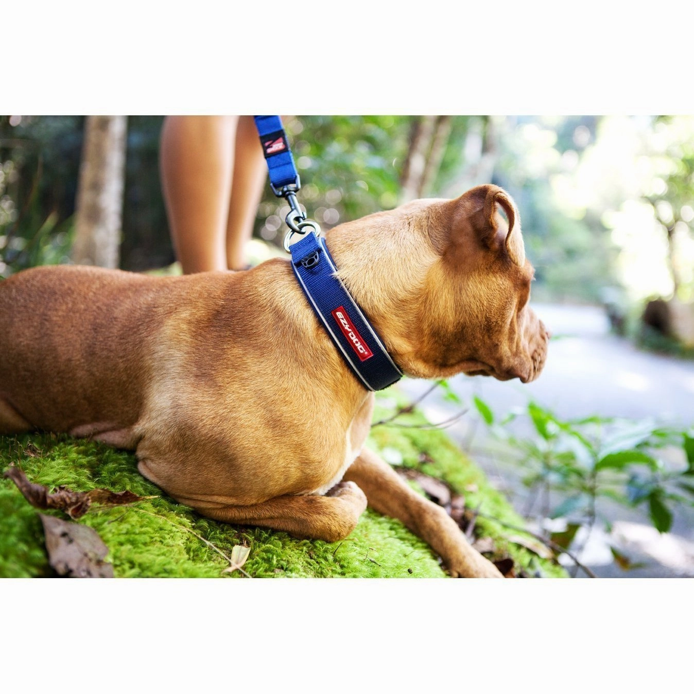 EzyDog Classic Neoprene Dog Collar Black Large ($)($)