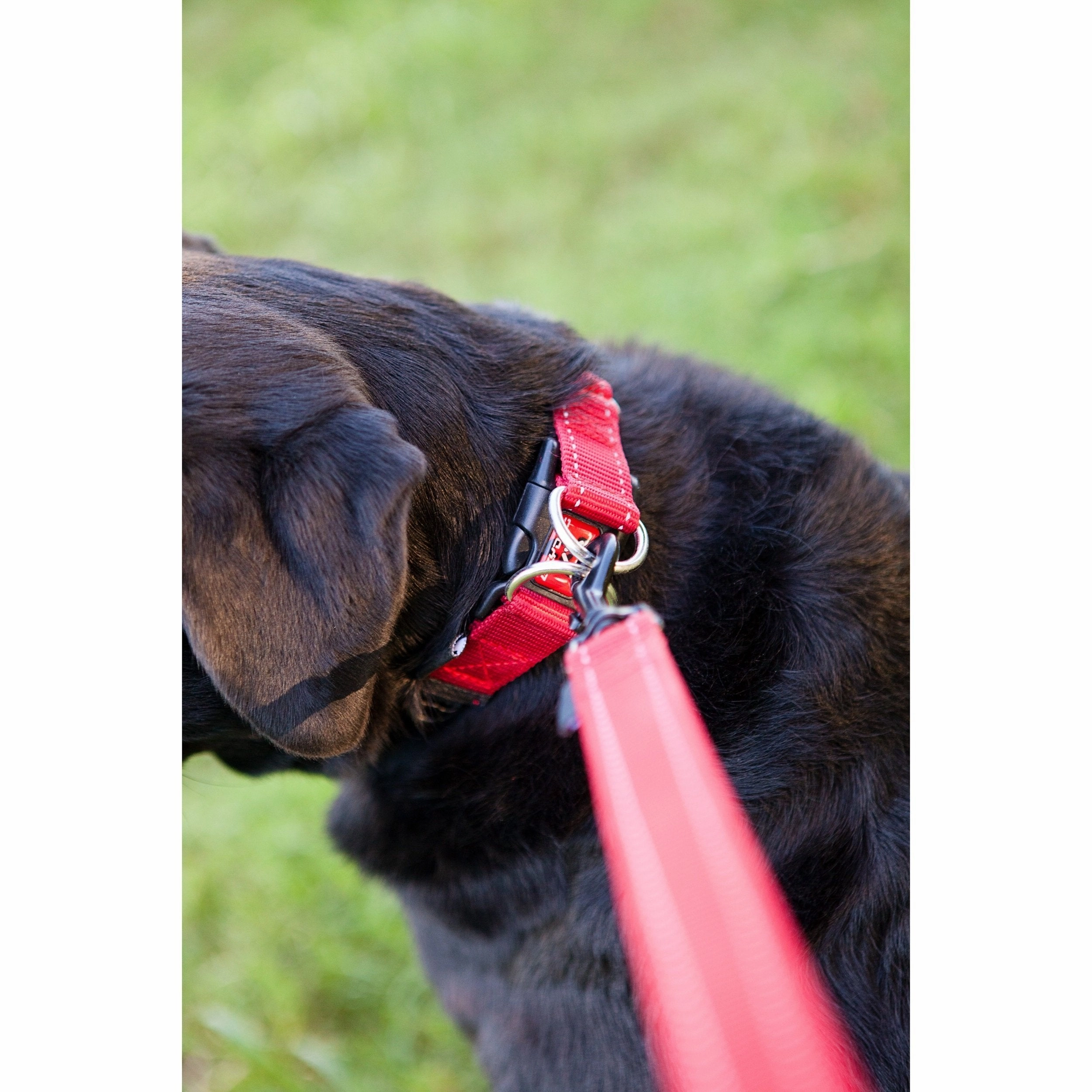 EzyDog Double Up Dog Collar Black Medium ($)($)