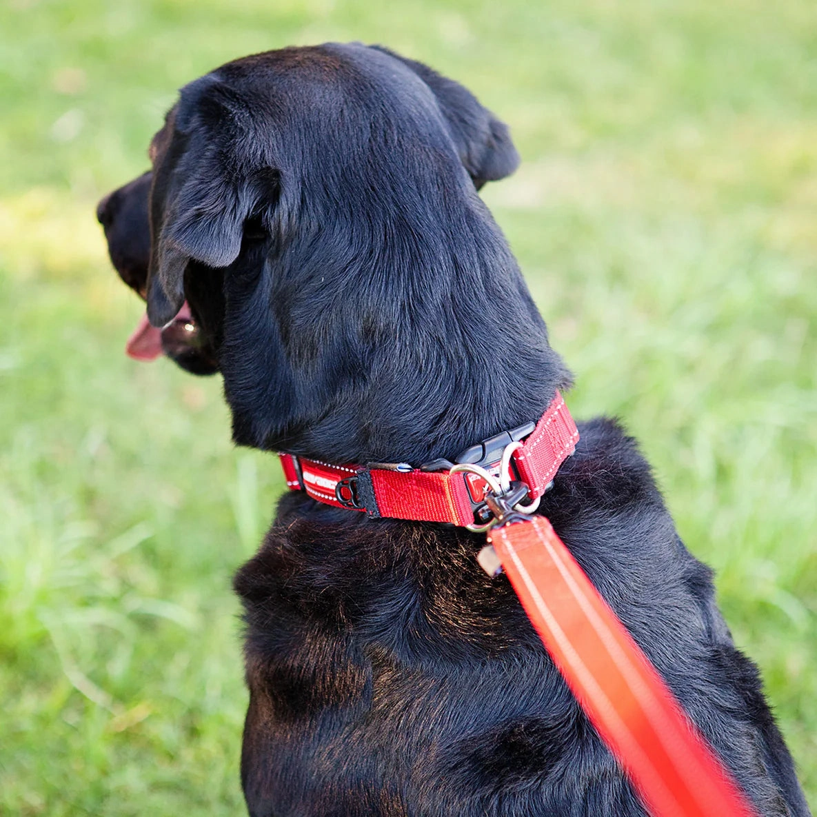 EzyDog Double Up Dog Collar Camo Small ($)($)