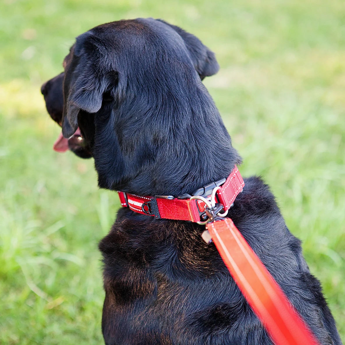 EzyDog Double Up Dog Collar Red Medium ($)($)