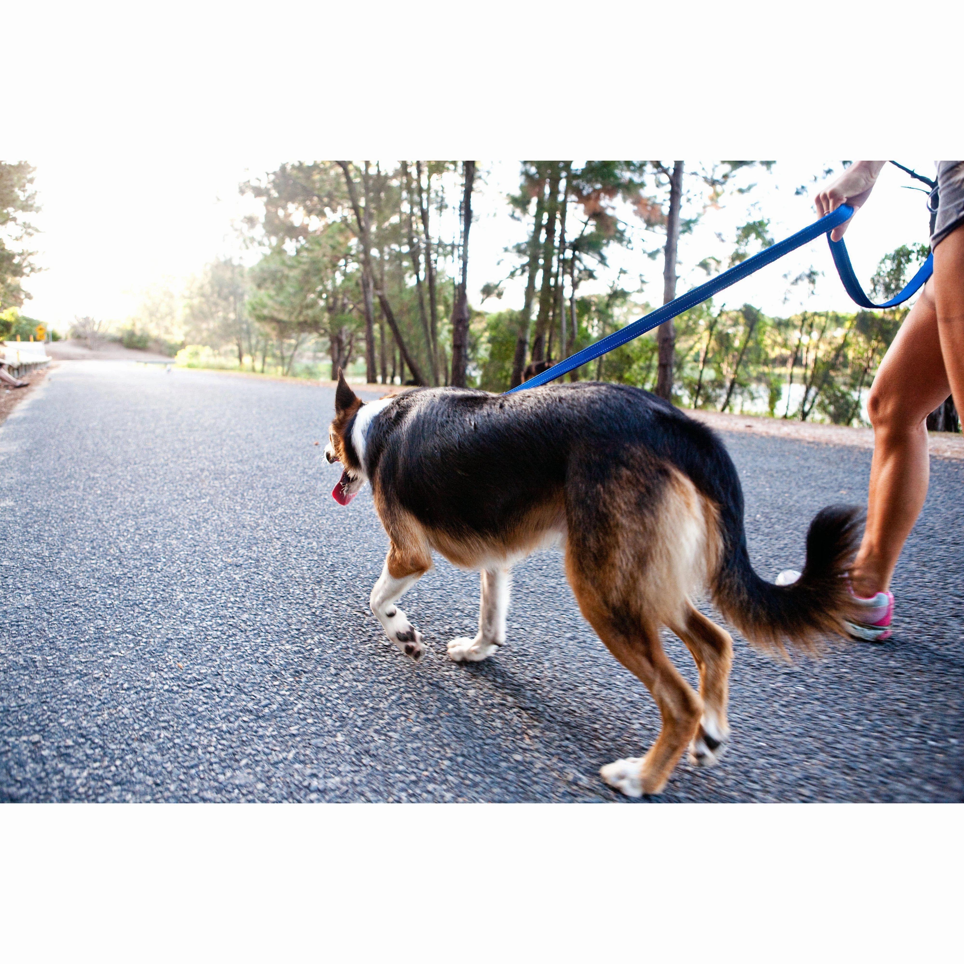 EzyDog Essential Dog Lead Red ($)($)
