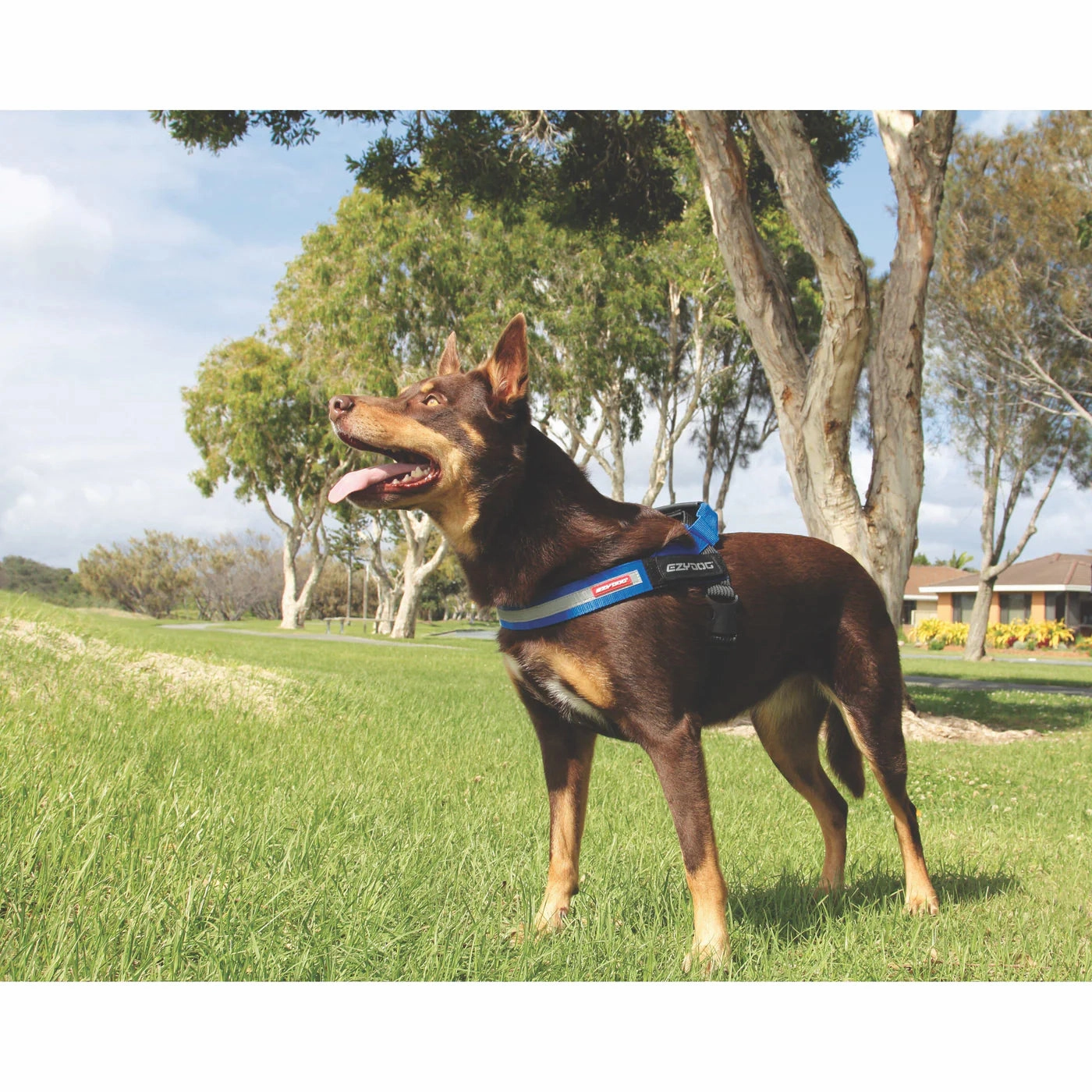 EzyDog Express Red Dog Harness Extra Extra Small ($)($)