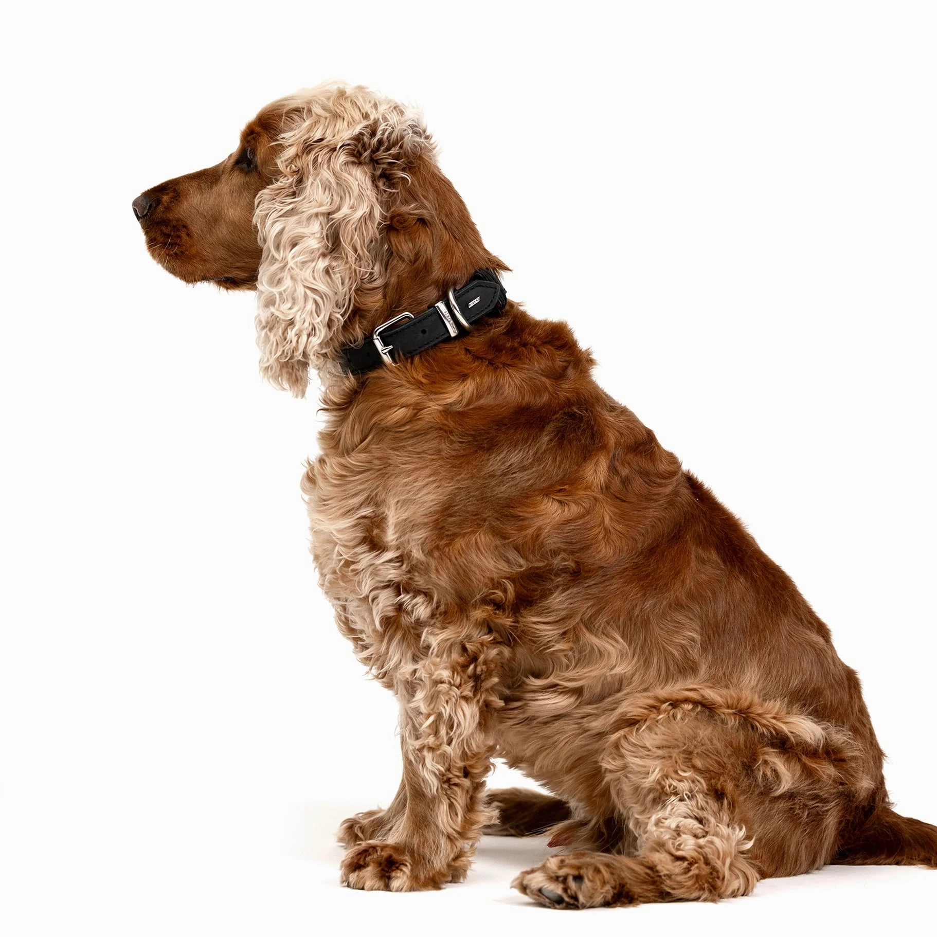 EzyDog Oxford Leather Dog Collar Blonde and Lilac Large ($)($)