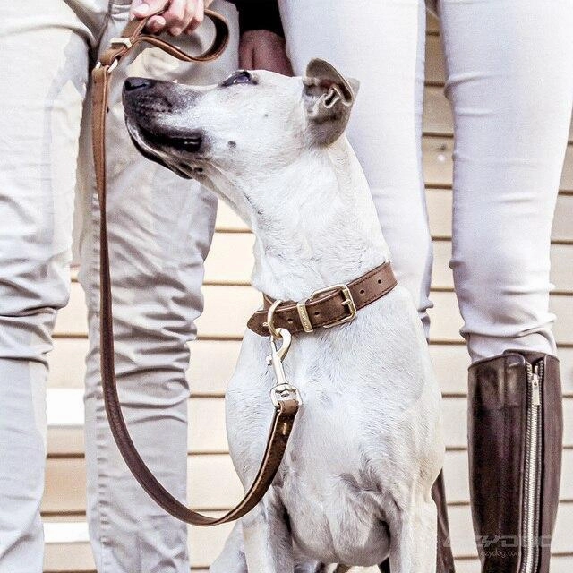 EzyDog Oxford Leather Dog Collar Brown Extra Small ($)($)