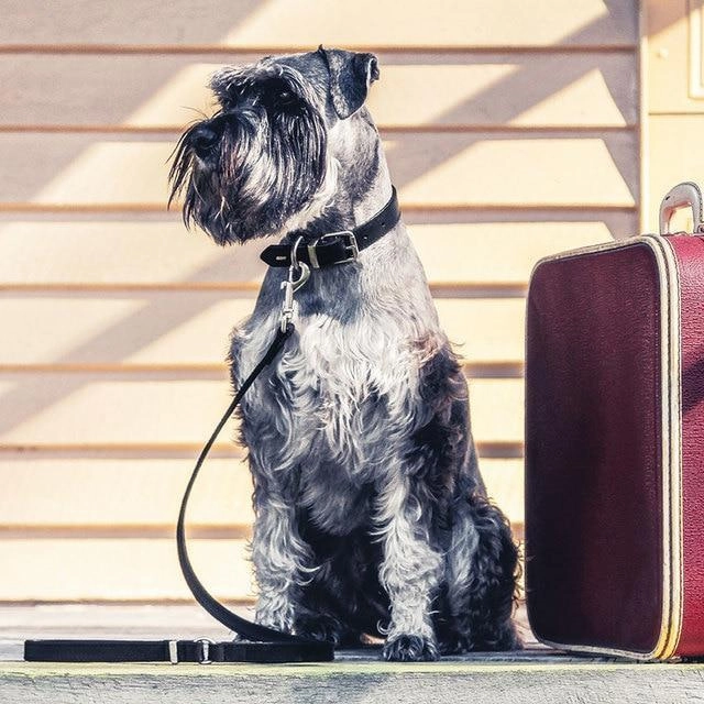 EzyDog Oxford Leather Dog Collar Brown Small ($)($)