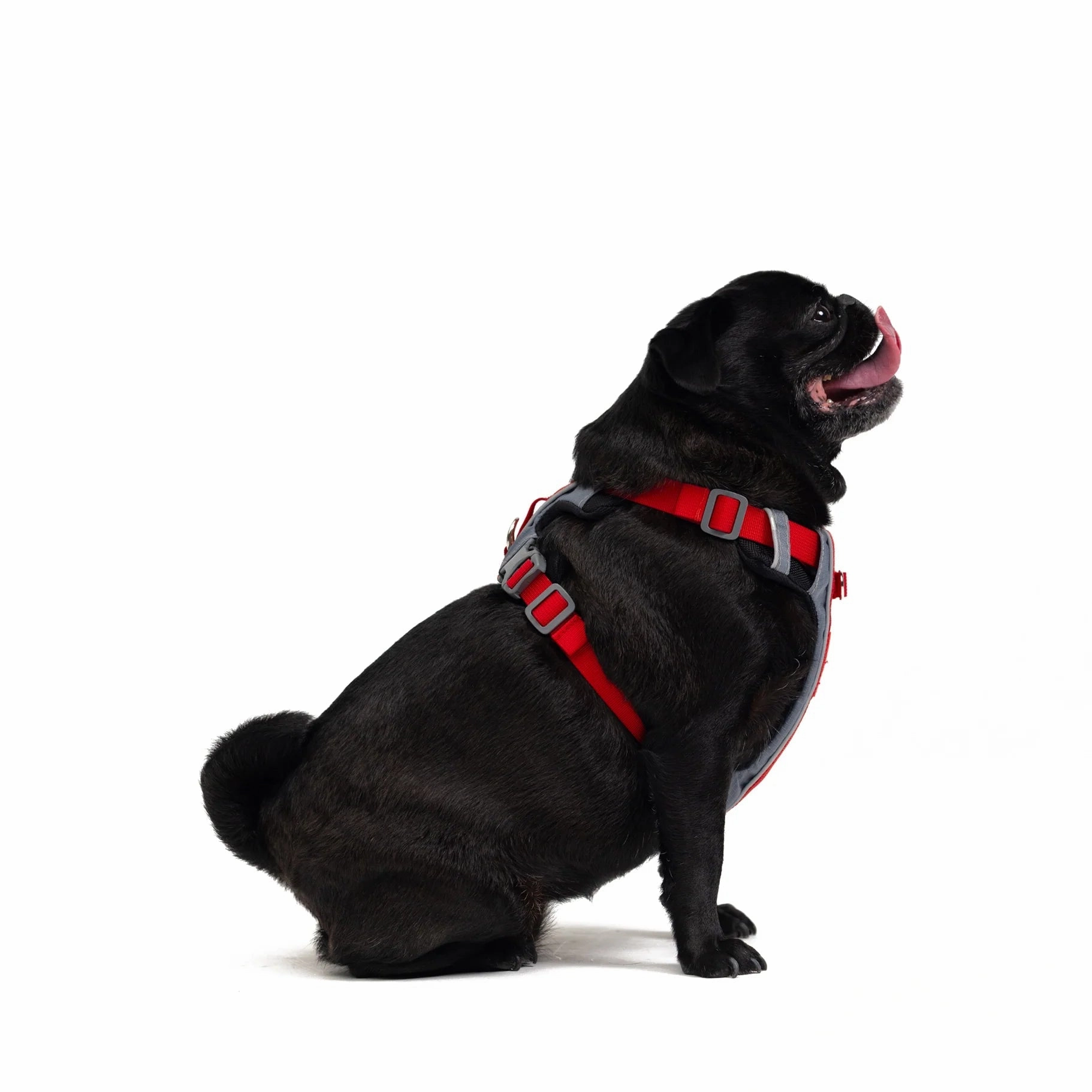 EzyDog X Link Black Dog Harness Small ($)($)