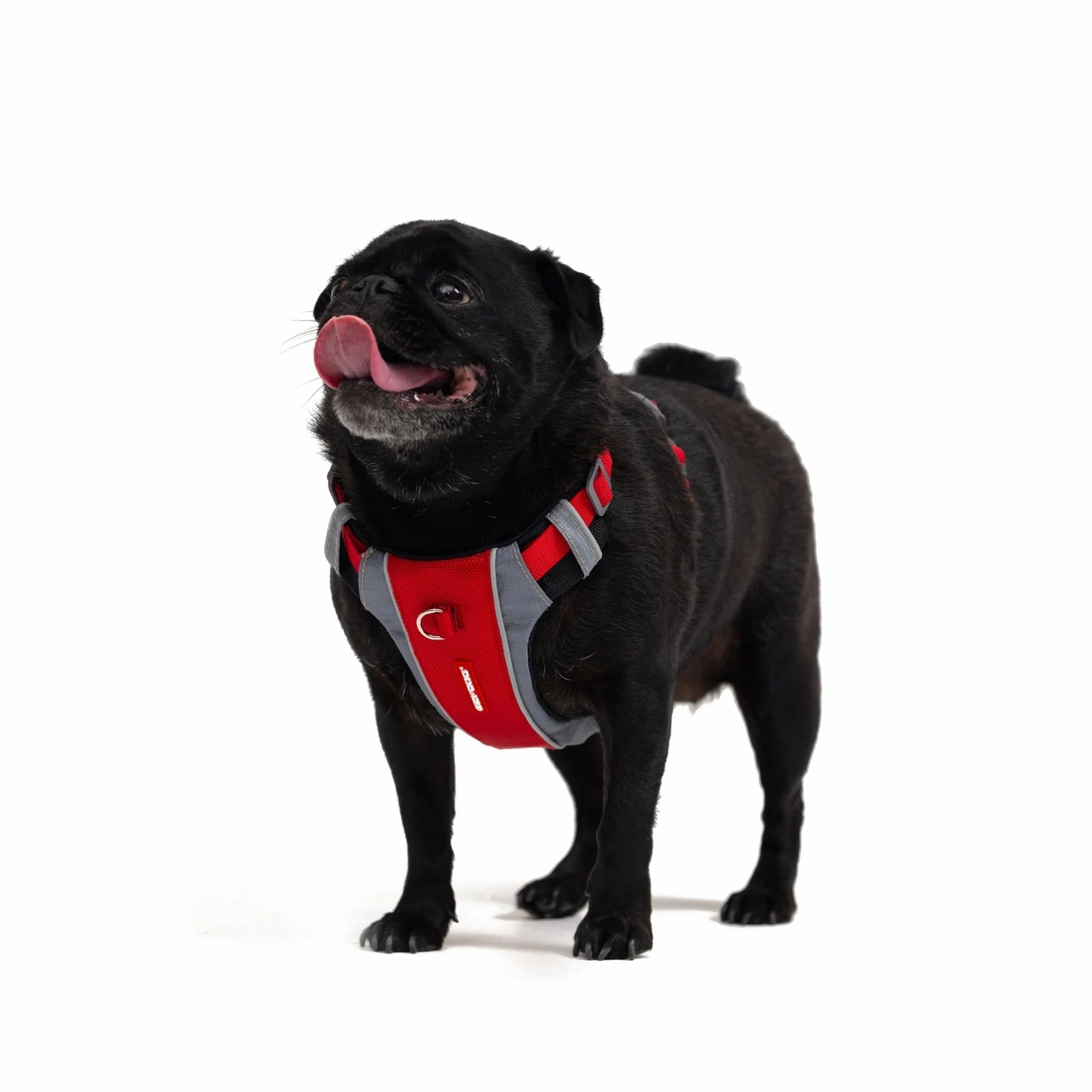 EzyDog X Link Black Dog Harness Small ($)($)