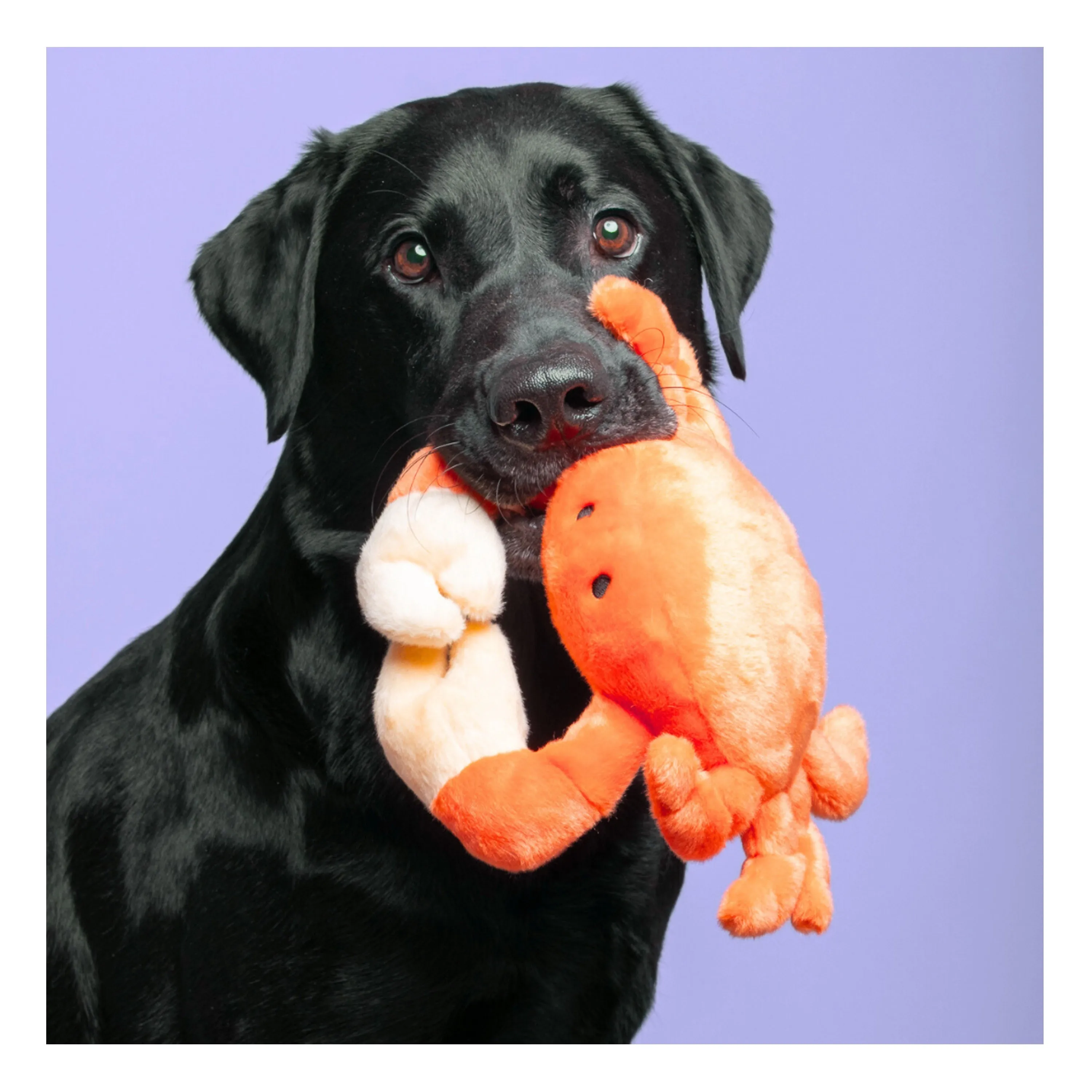 Fluff & Tuff Phyllis Crab