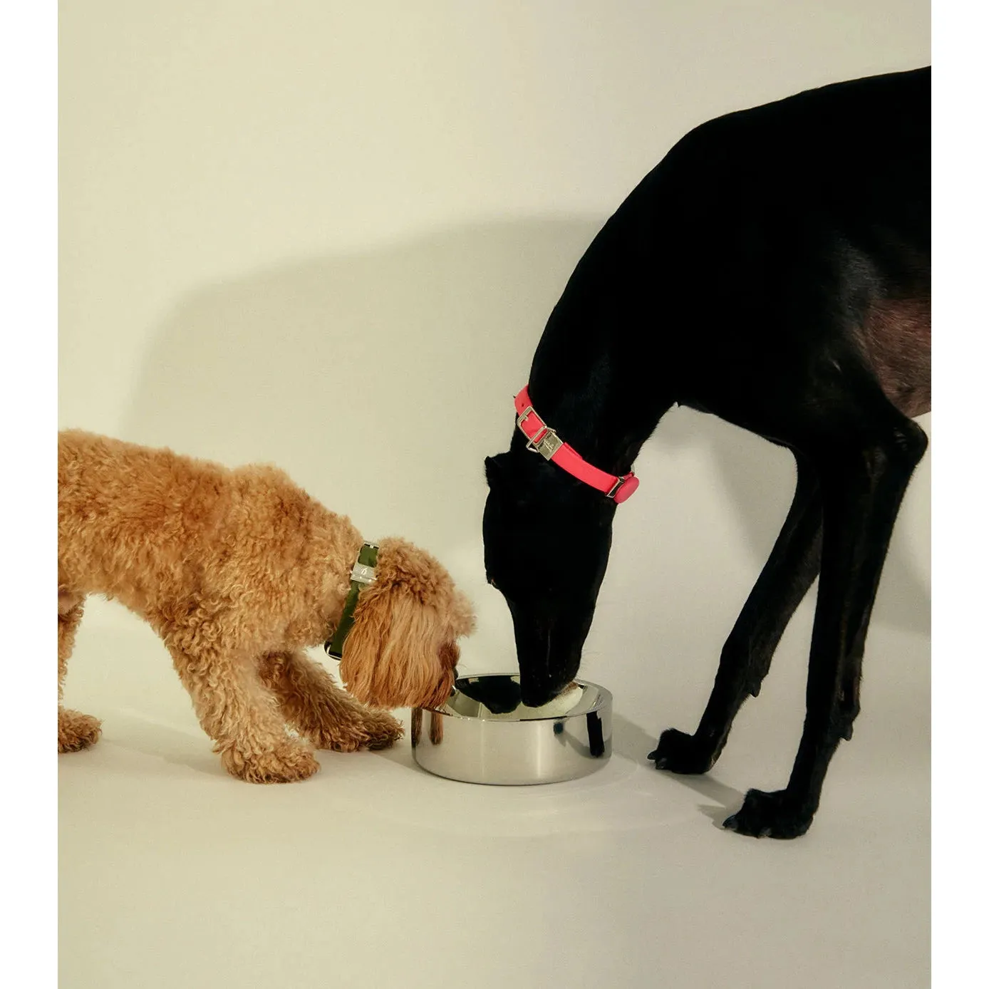 frank green Stainless Steel Dog Bowl Large