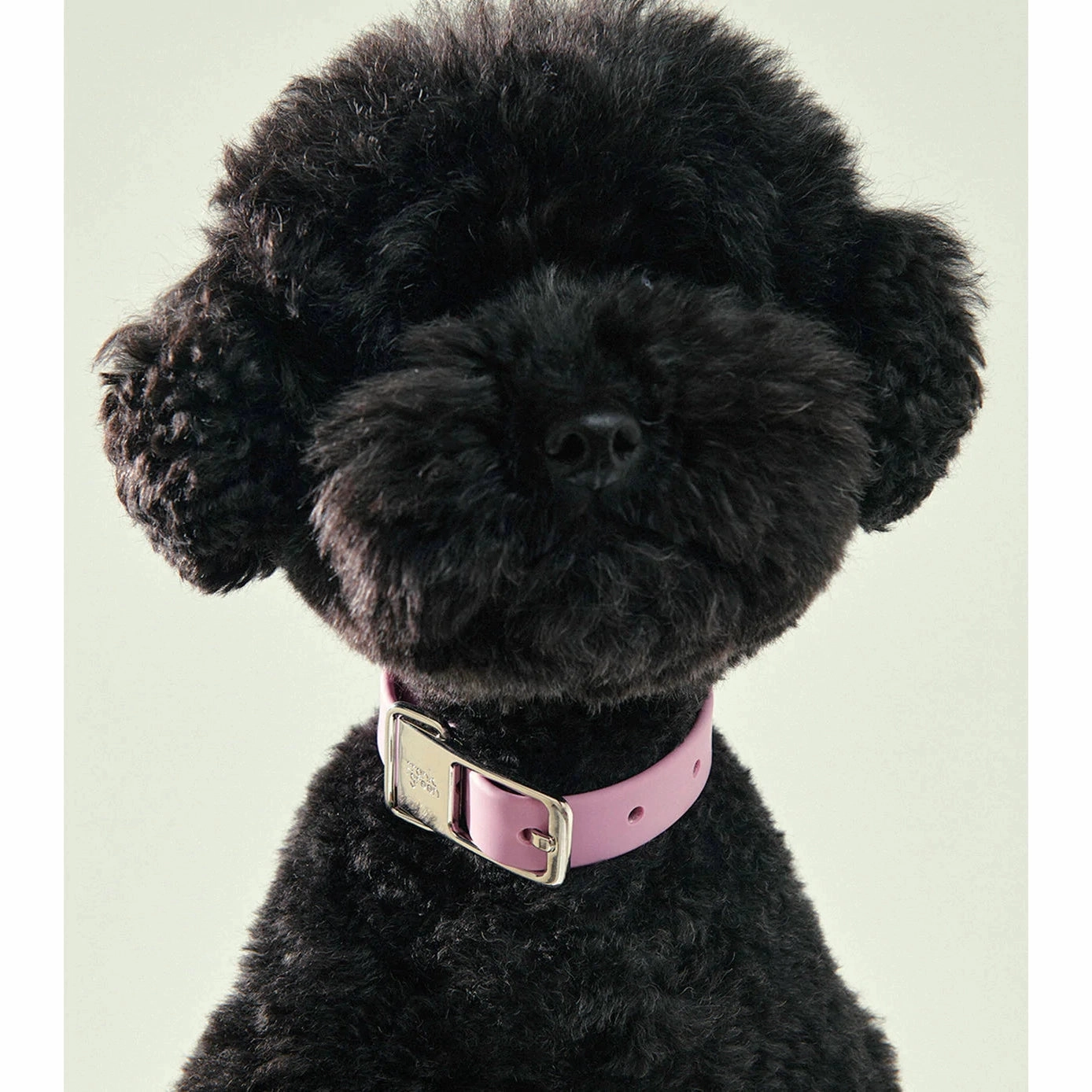 frank green Blushed Dog Collar and Tag Large