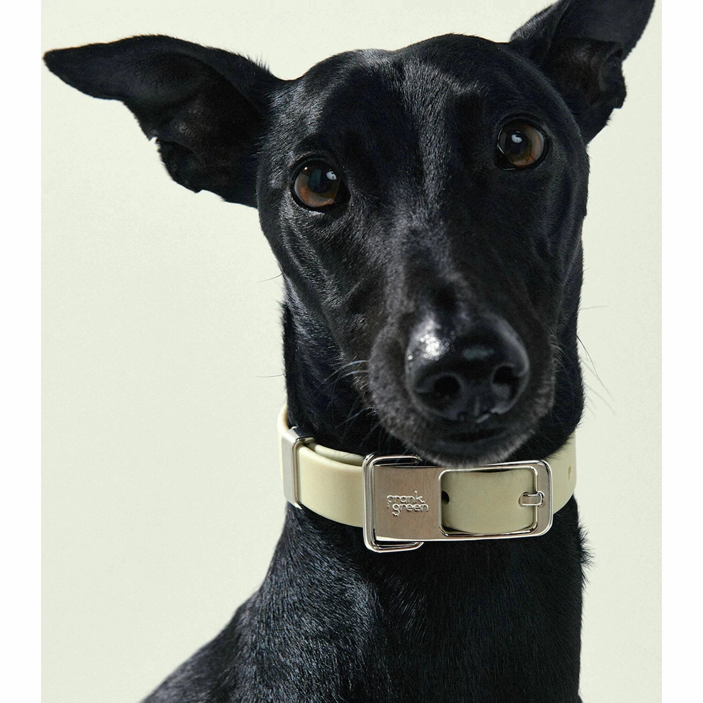 frank green Midnight Dog Collar and Tag Large