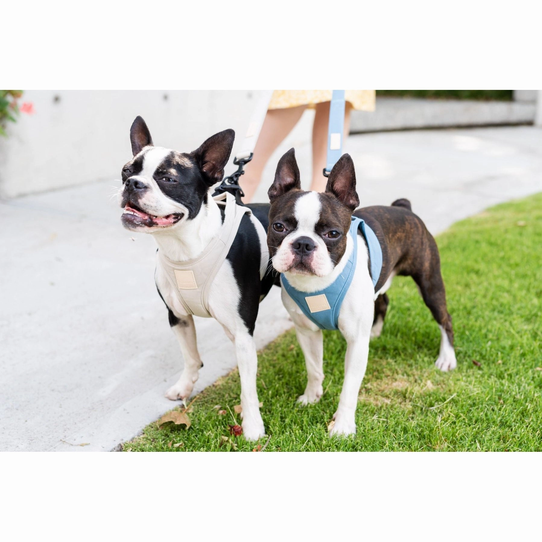 FuzzYard Life Step In Dog Harness French Blue Extra Extra Small