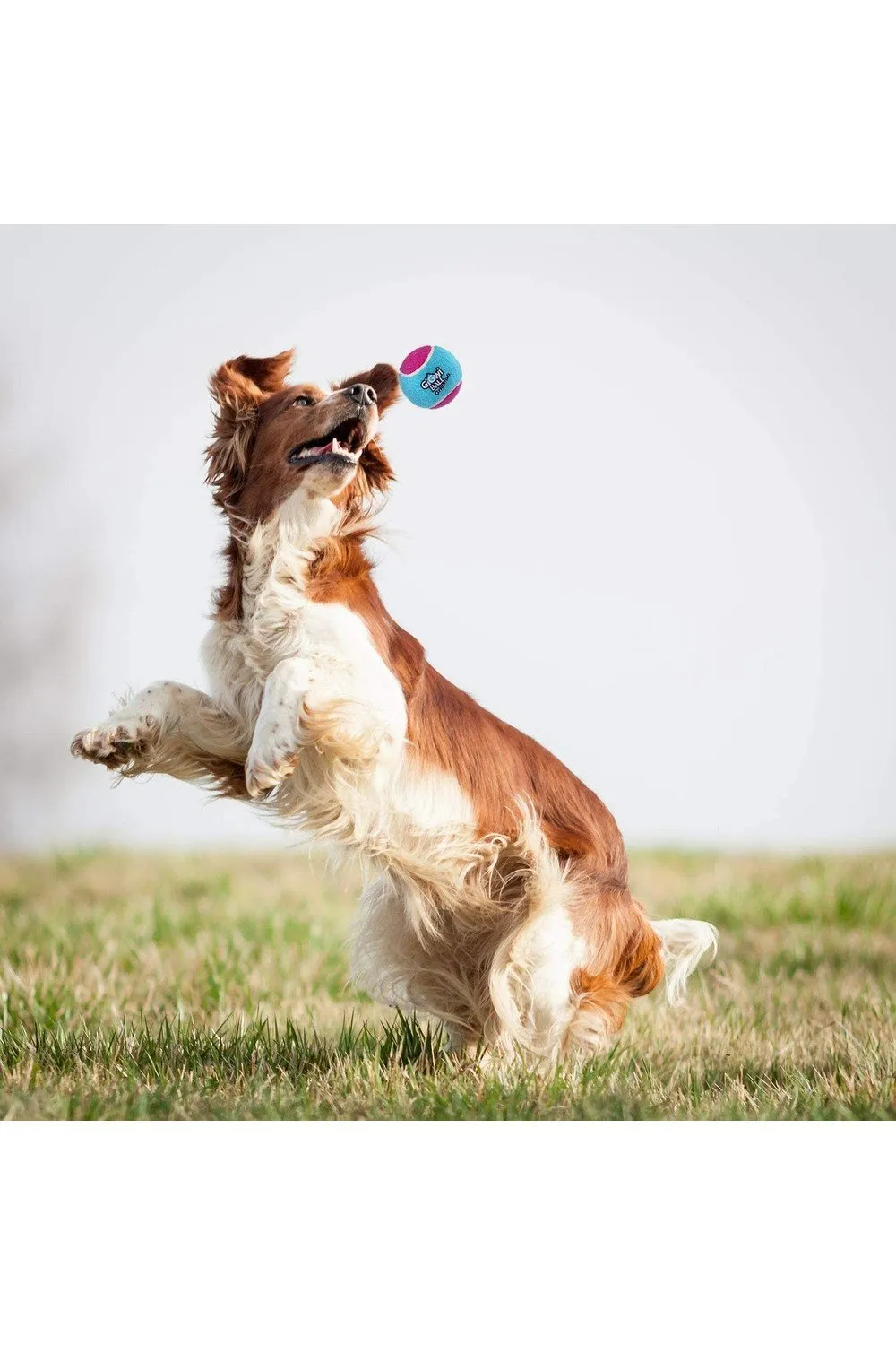 GiGwi Tennis Ball 3pcs with Different Colour in 1 pack Dog Fetch Balls
