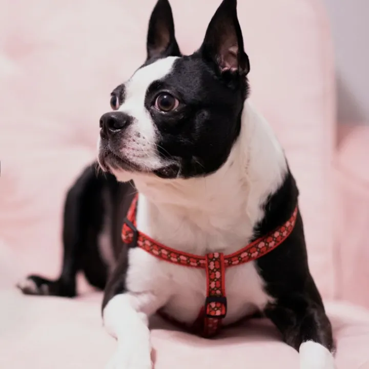 Harness | All Hearts