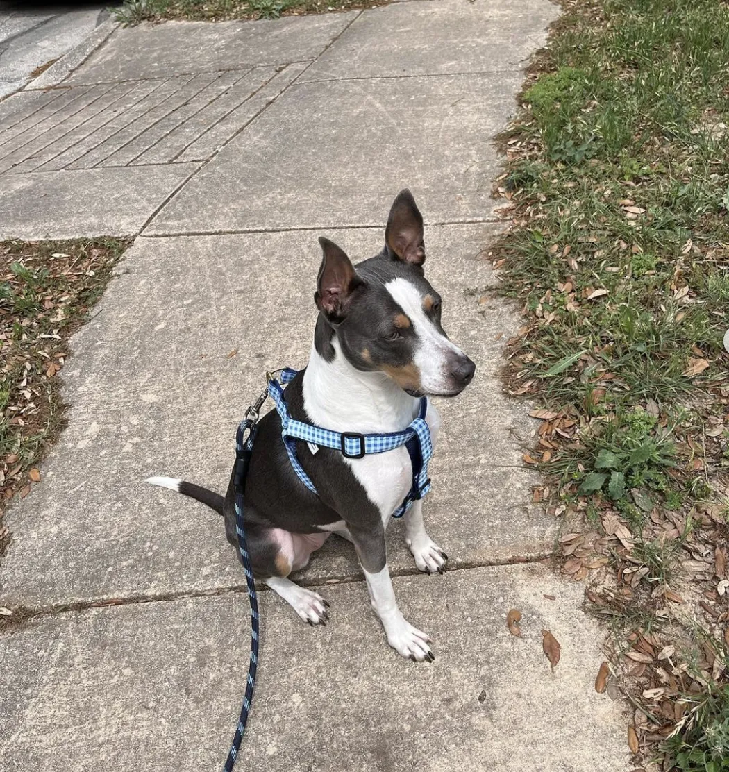 Harness | Blue Gingham