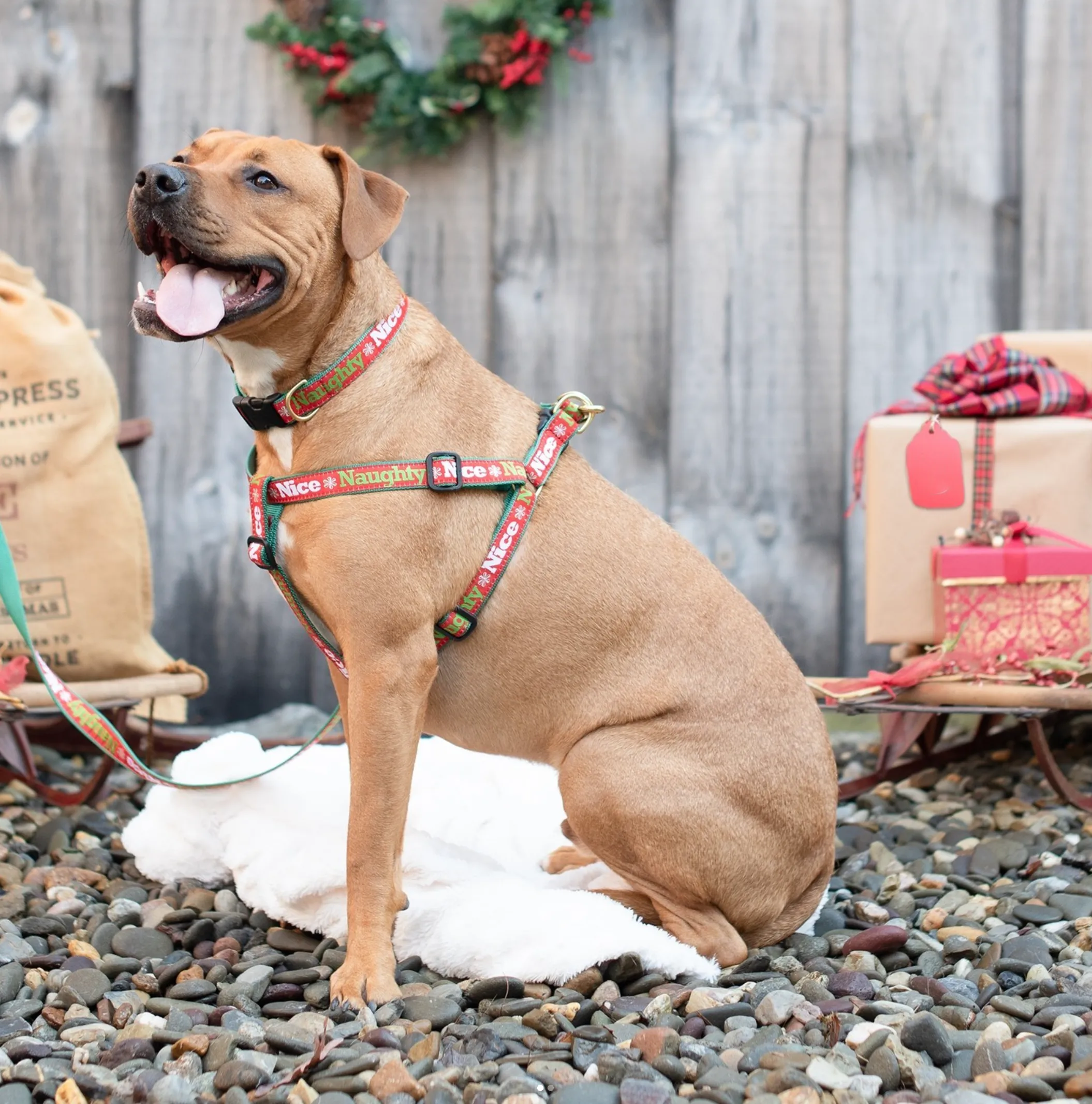 Harness | Naughty Or Nice