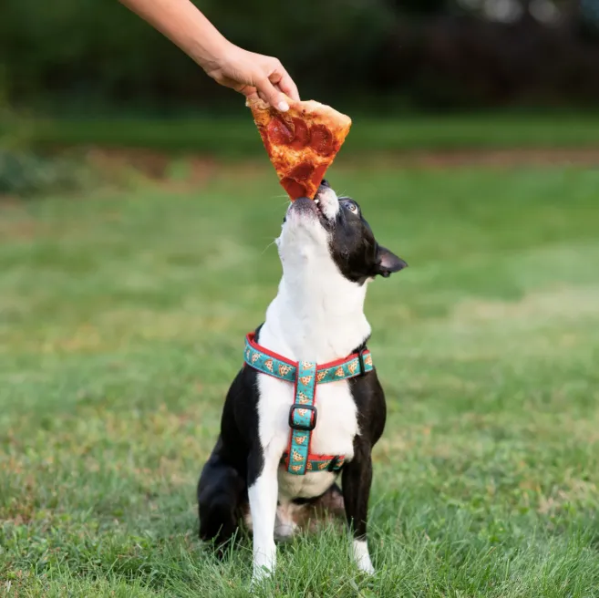 Harness | Pizza Lover