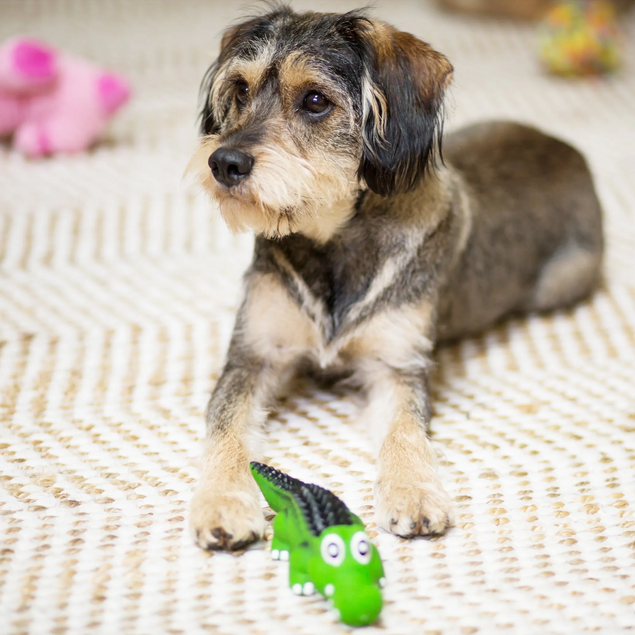 Kazoo Cool Crocodile Medium Dog Toy