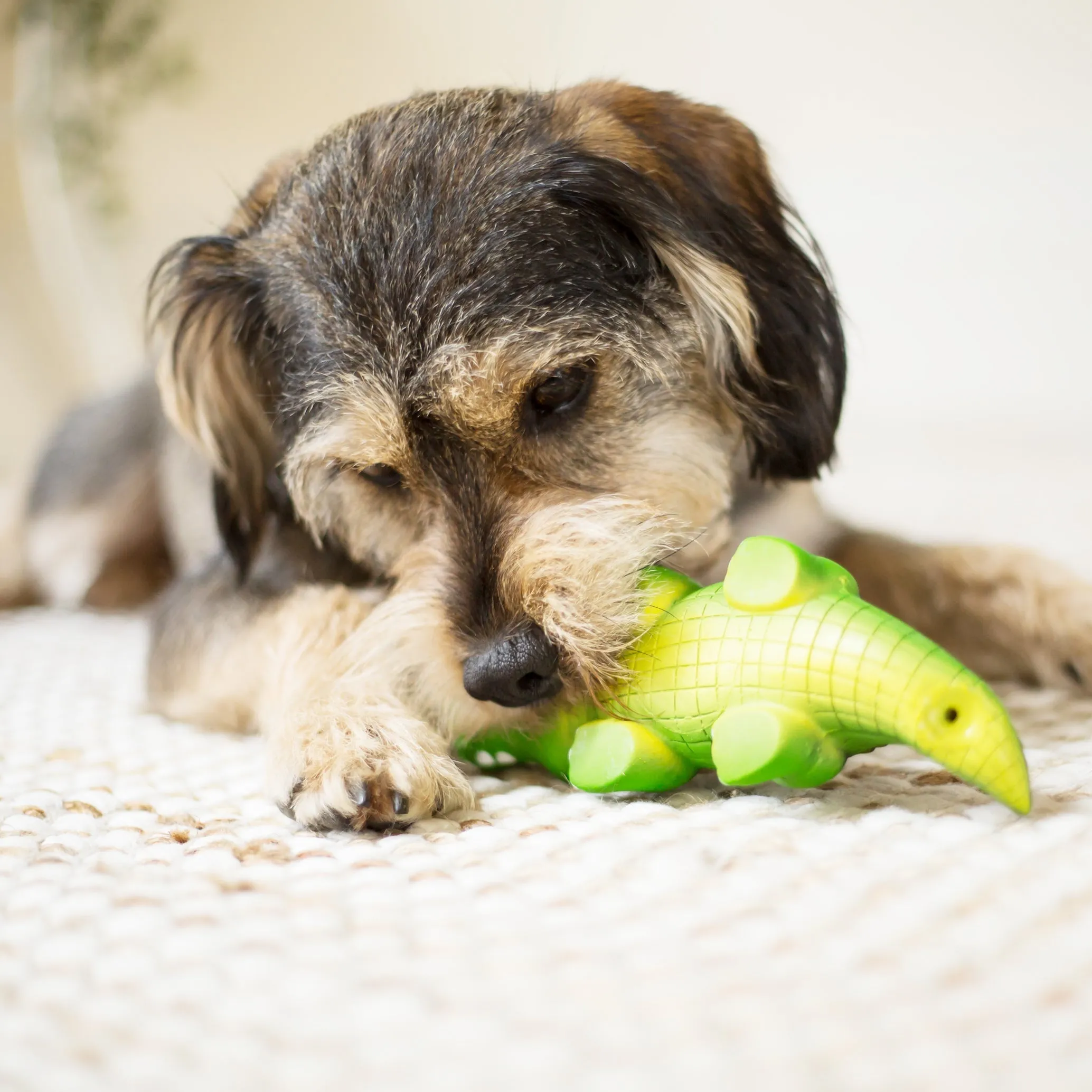 Kazoo Cool Crocodile Medium Dog Toy
