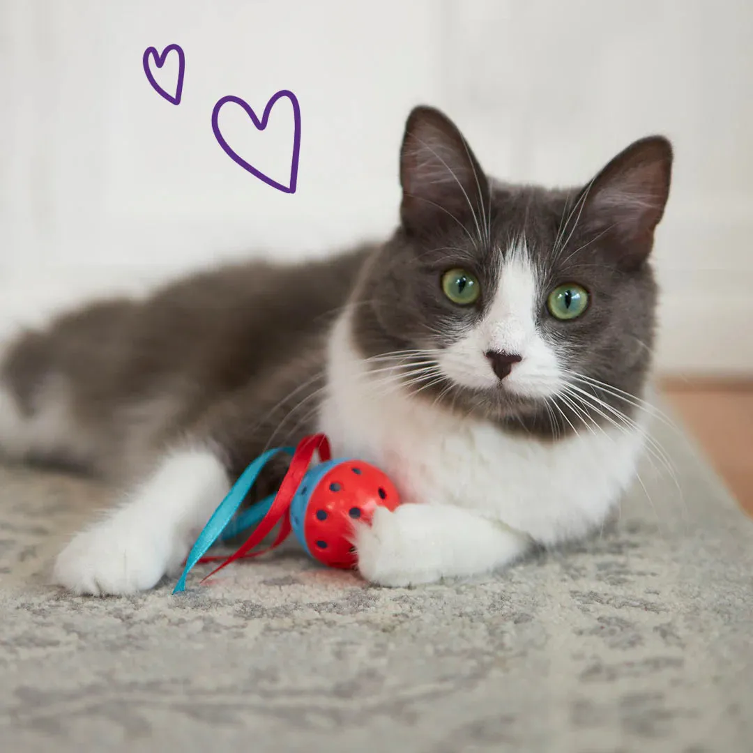 Kazoo Streamer Ball Cat Toy