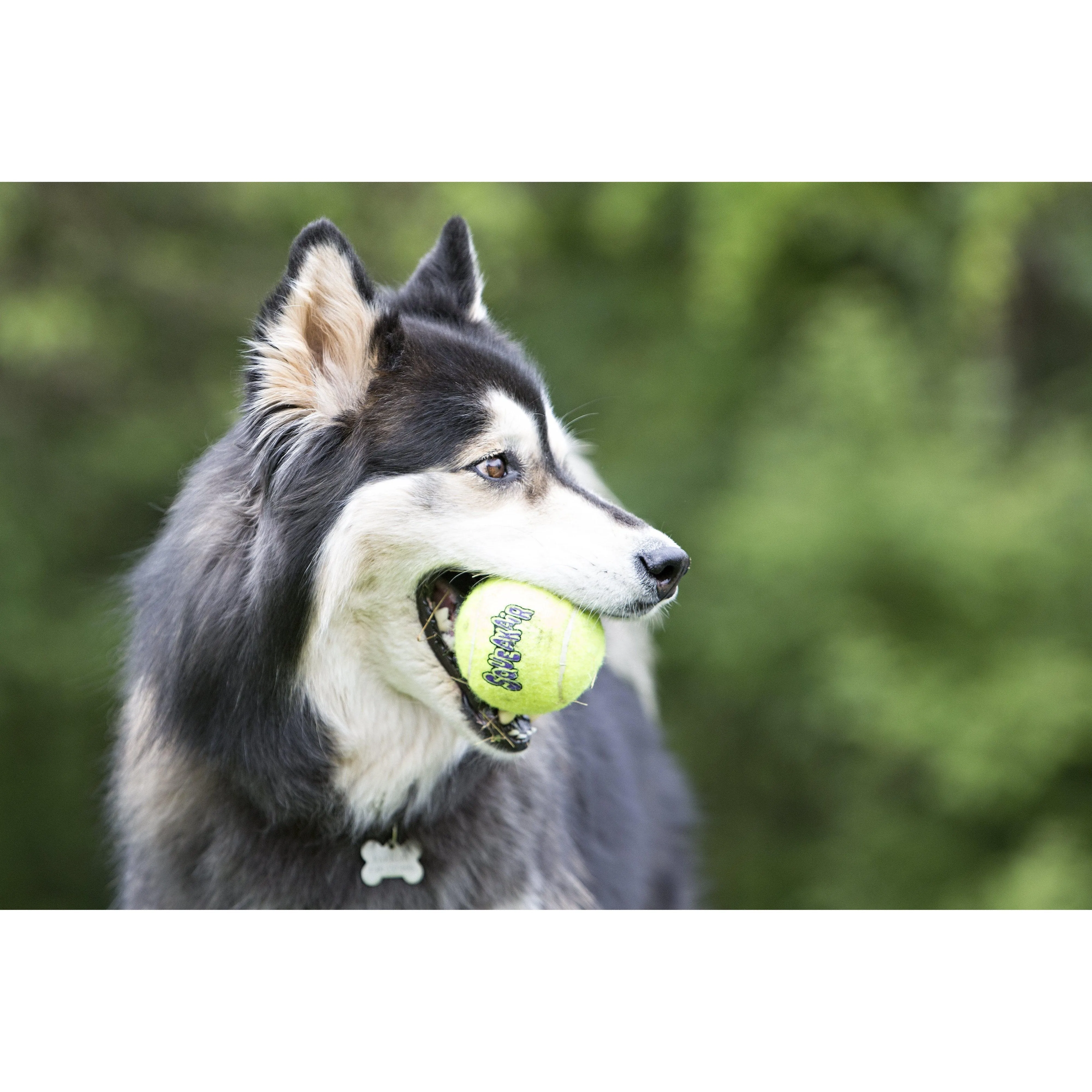 KONG Airdog Squeaker Ball Large Dog Toy ($)($)