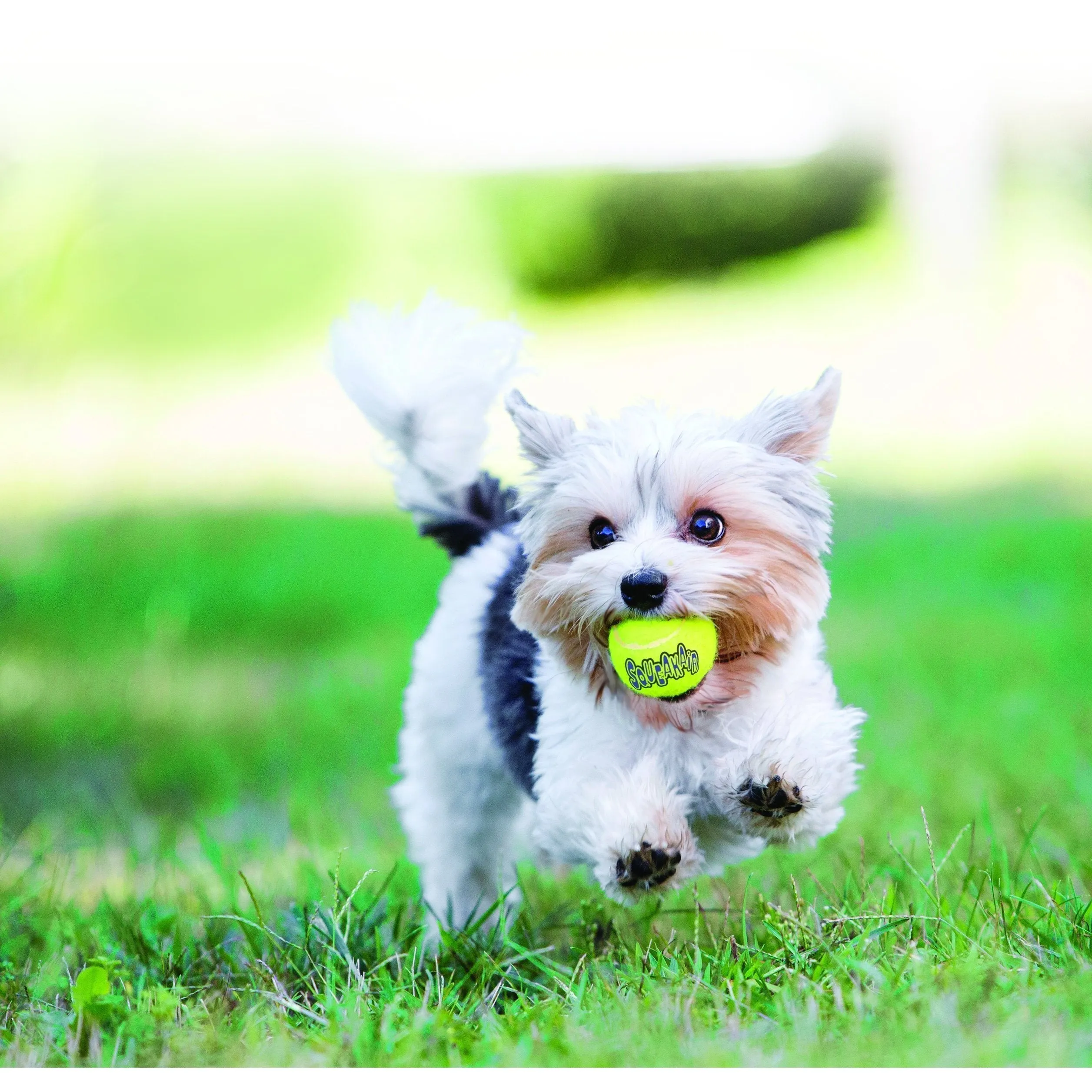 KONG Airdog Squeaker Balls Medium Dog Toy 6 Pack ($)($)