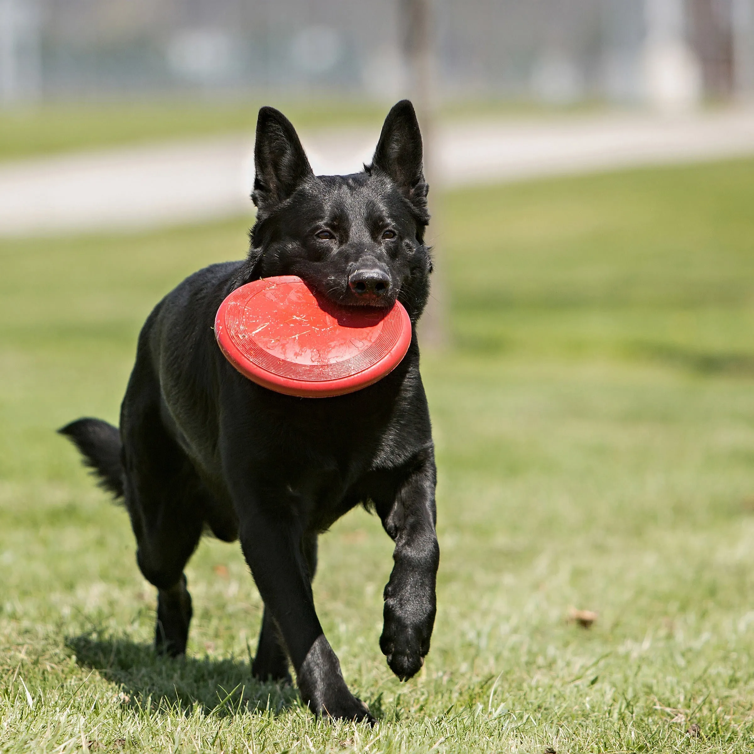 KONG Classic Flyer Dog Toy ($)($)