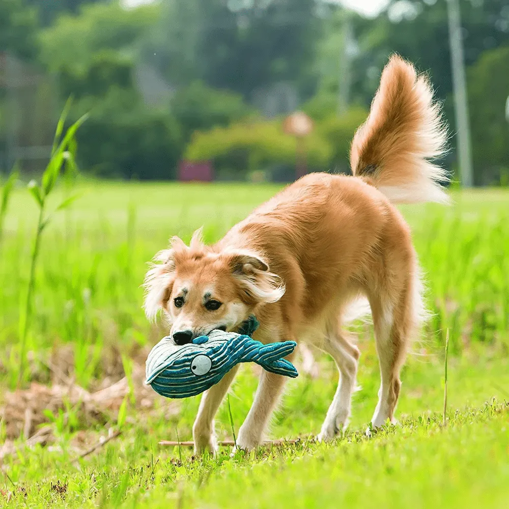 Kong CuteSeas Whale Dog Toy for Dogs