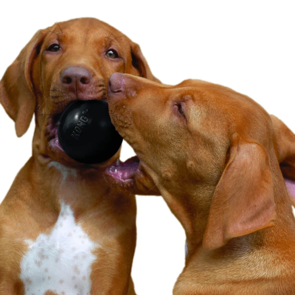 Kong Extreme Ball Dog Toy for Dogs | For Aggressive Chewers