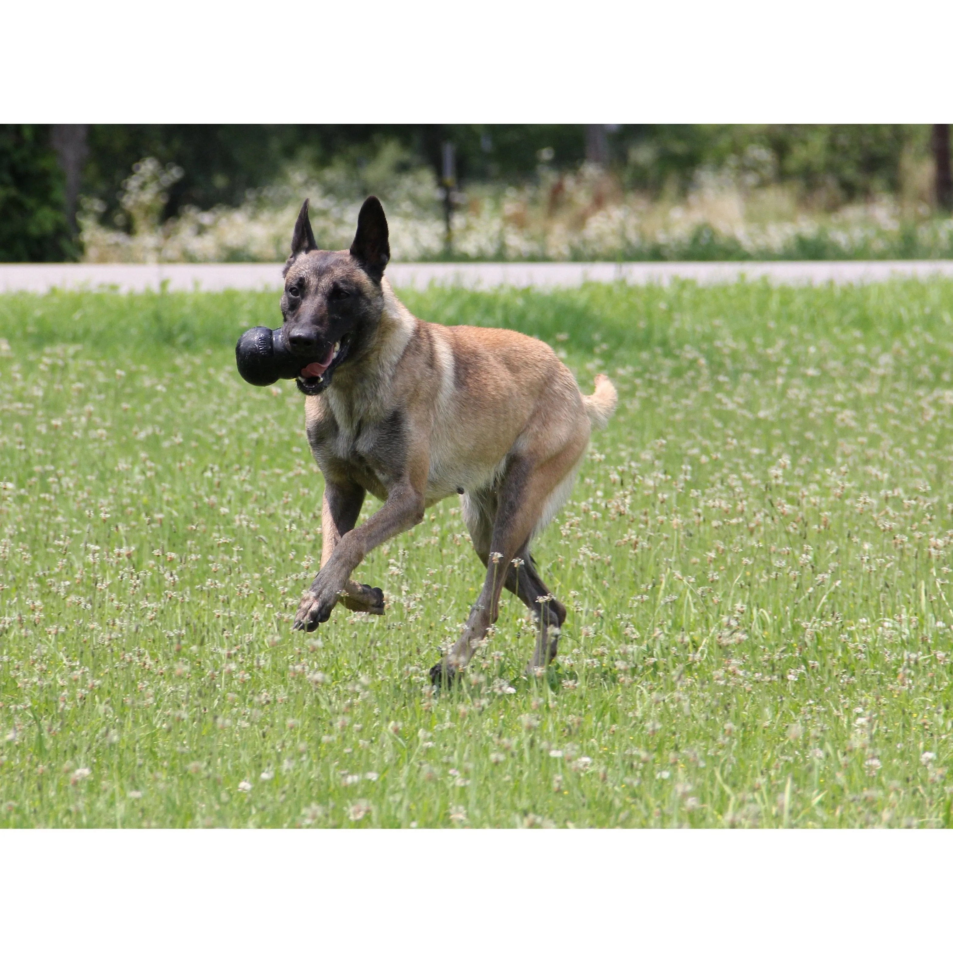 KONG Extreme Extra Large Dog Toy