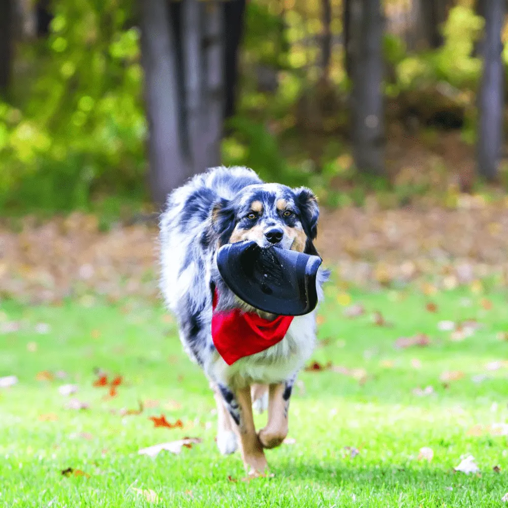 Kong Extreme Flyer Toy for Dogs