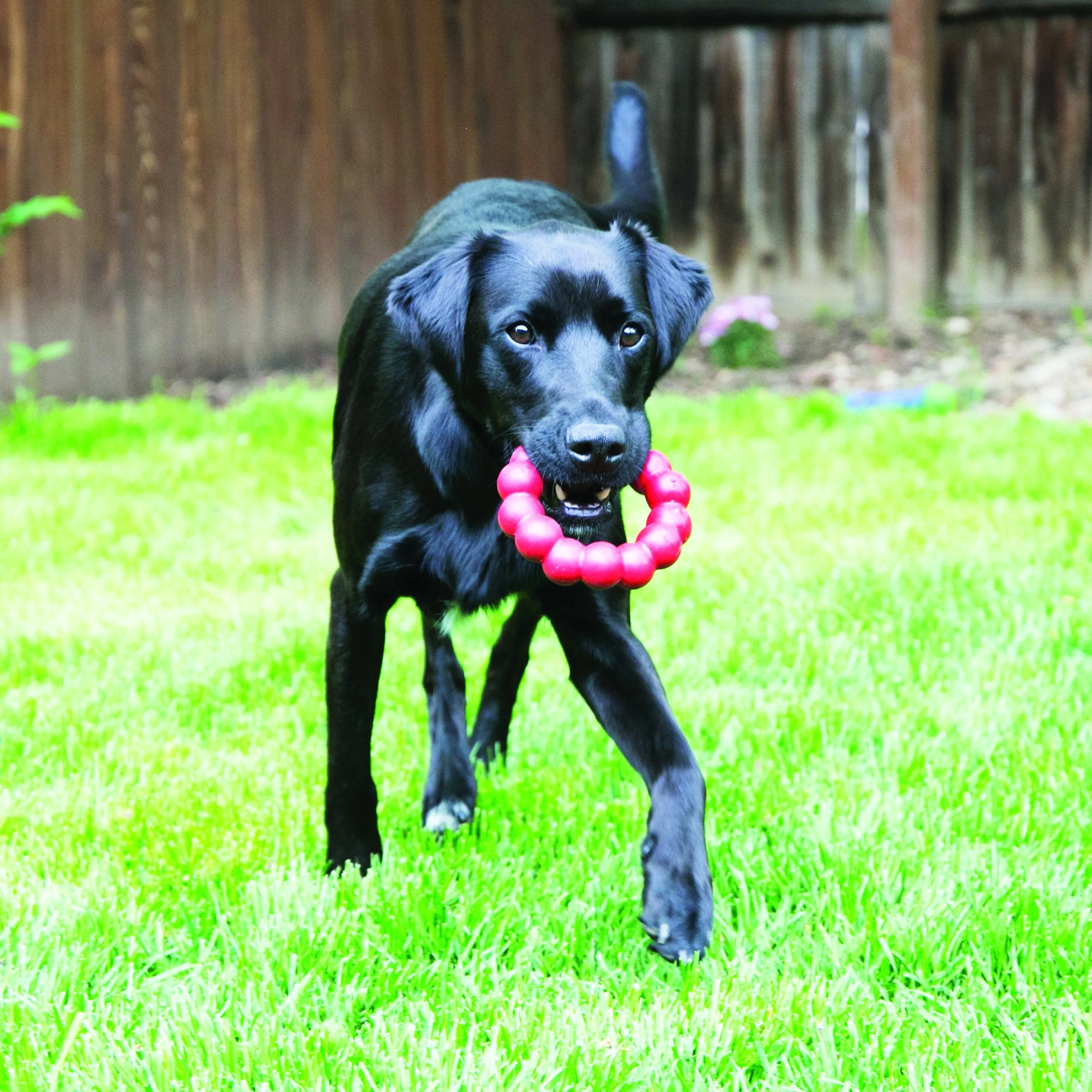 KONG Ring Extra Large Dog Toy ($)($)