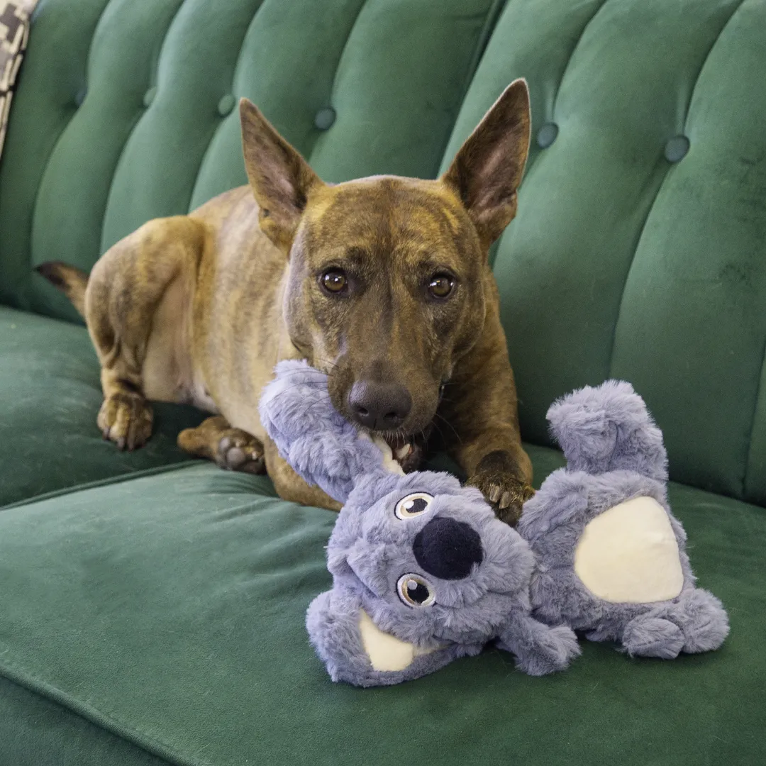 Kong Scrumplez Koala