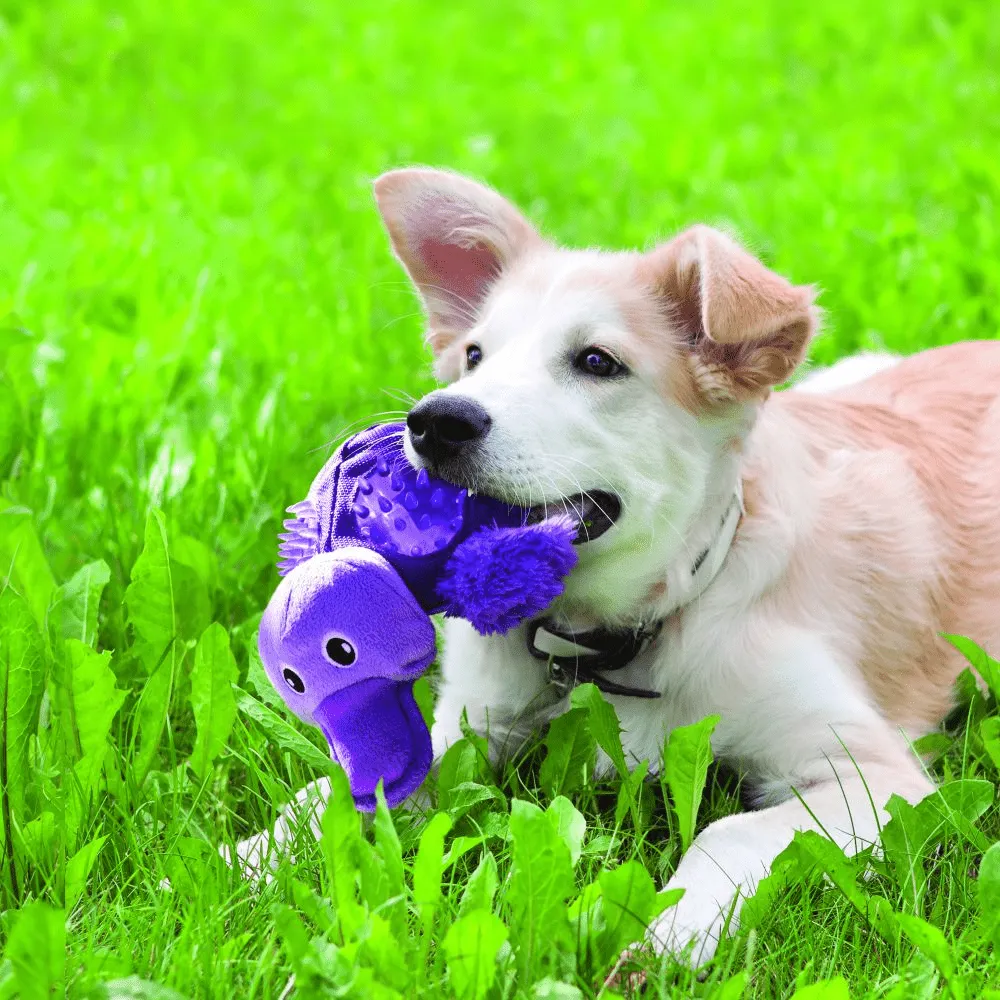 Kong Shells Platypus Toy for Dogs