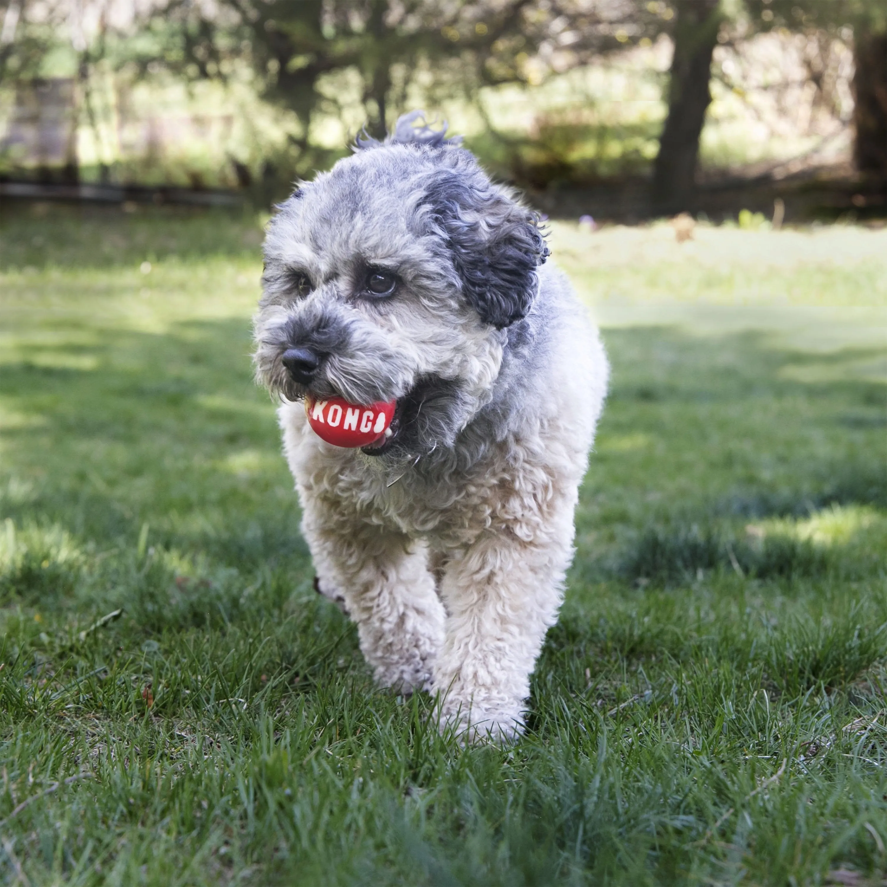 KONG Signature Balls 2 Pack Small Dog Toy ($)($)